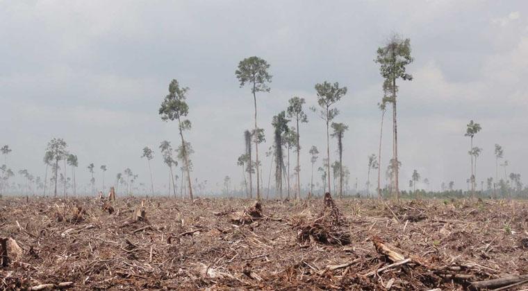 Gugatan RAPP, Pertaruhkan Nasib Masyarakat Gambut Riau